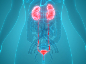 Blue rendering with urinary system anatomy highlighted including kidneys and bladder